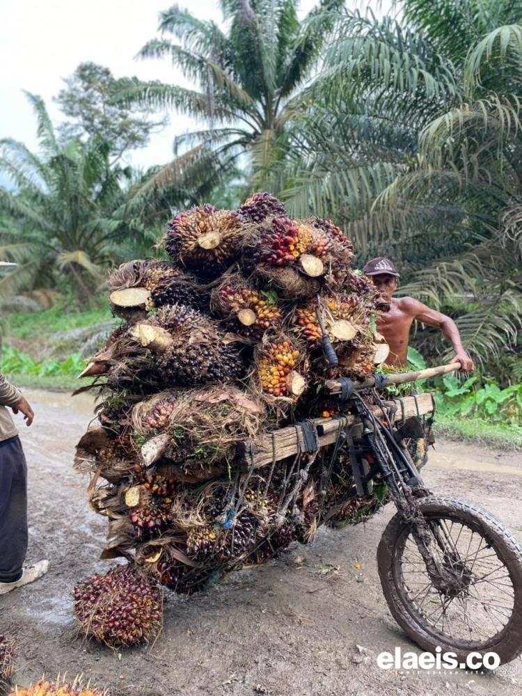 Rata-Rata Harga Sawit Swadaya Sumut Dibeli Rp2.860/kg - Rp3.235/kg