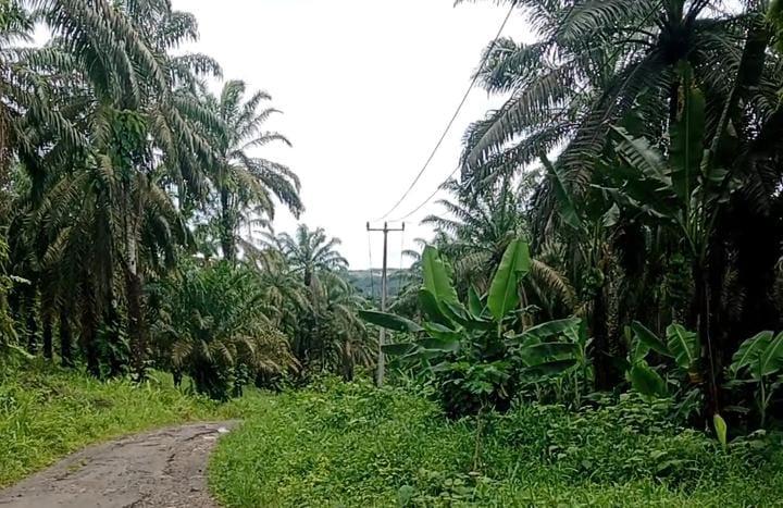 Miris! Lahan Sawit Belasan Ribu Meter di Lebak Diduga Dirampas Lewat AJB Palsu