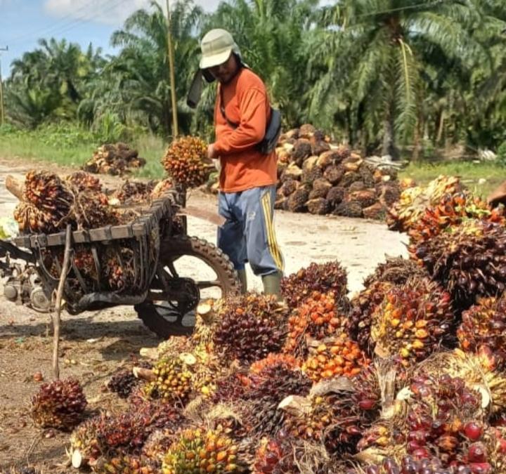 Pekan ini Harga Sawit Sumbar Kembali Jadi Nomor Satu di Nusantara, Segini Besarannya