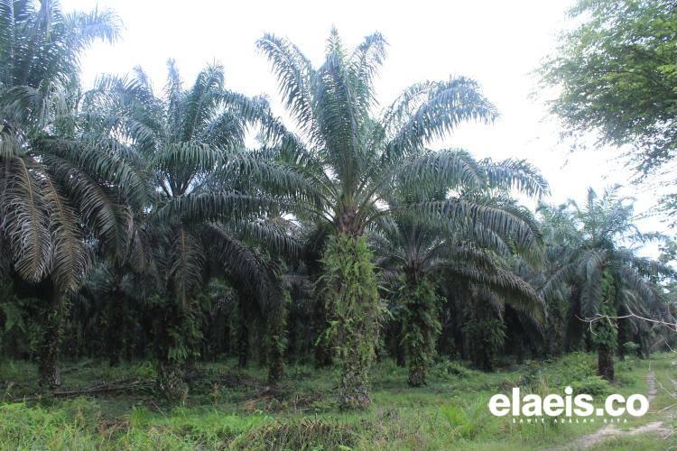 Aspek-Pir Dukung Rencana Pembukaan 600.000 Kebun Kelapa Sawit Baru