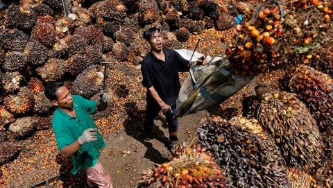 Deflasi Tiongkok Bikin Konsumsi Minyak Nabati Lesu, Sawit Indonesia Siap Manfaatkan Momentum