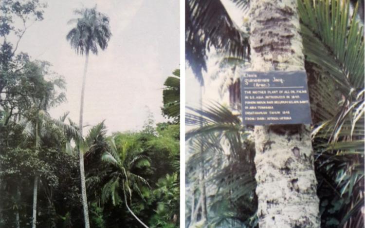 Mengulik Sejarah Panjang Sawit Indonesia