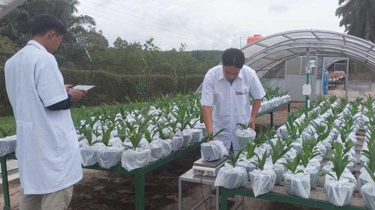 Dami Mas Rilis Benih Sawit Baru, Klaim Bisa Selamatkan Panen Saat Cuaca Ekstrem