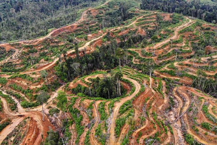 Kementan Mau Buka 600 Ribu Hektare Sawit, IPB: Jalan Mundur soal Keberlanjutan