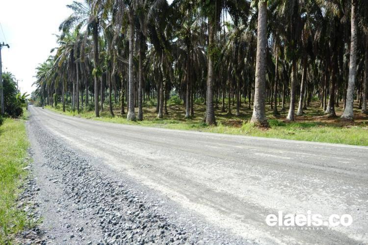 Produksi Sawit Asia Tenggara Diprediksi Anjlok 2025–2026, Apa Penyebabnya?