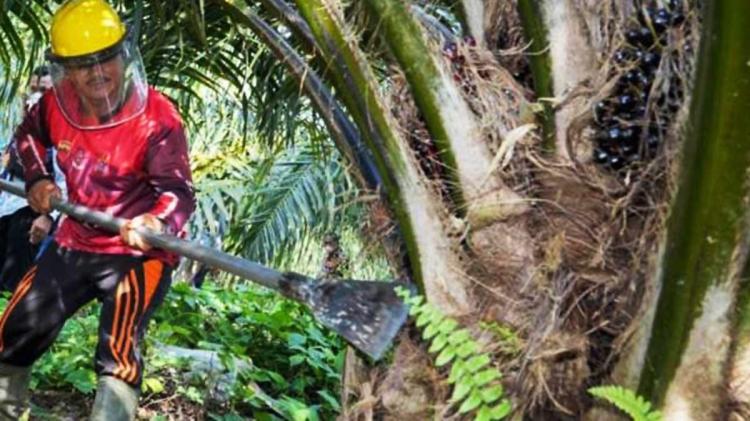 Biar Nggak Diremehkan Dunia, Indonesia Harus Upgrade Standar Sawit