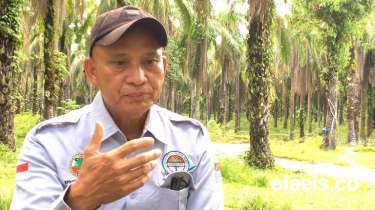 Jejak Kebun Sawit Rakyat Gotting Sidodadi; Macam Menang Perang!