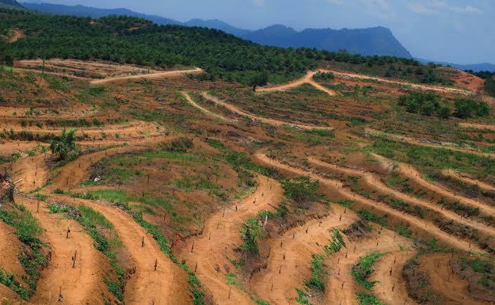 B50 Dinilai Buru-Buru, Sawit Watch: Jangan Sampai Indonesia ‘Korsleting’ Ekologis