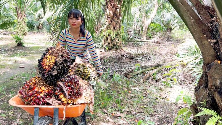 Terungkap! Ribuan Istri Pemanen Jadi ‘Buruh Ilegal’ di Kebun Sawit Besar, Contohnya di PT Lonsum 