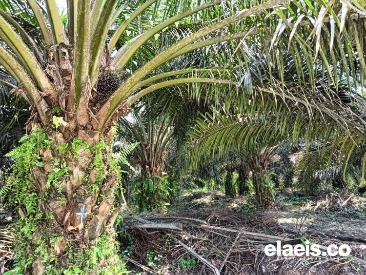 Perdana di Babel, PT Agrinas Serahkan 37,3 Hektar Kebun Kelapa Sawit Kepada Masyarakat