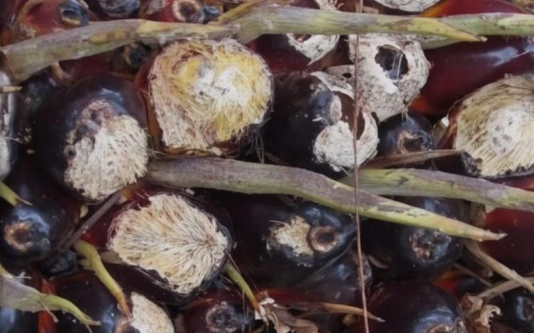 Tikus atau Tupai? Ini Ciri Gigitan yang Gampang Kamu Hafal Jika Buah Sawit Kerap Bolong