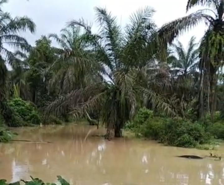 Banjir, Aktivitas Kebun Sawit di Sumbar Terganggu