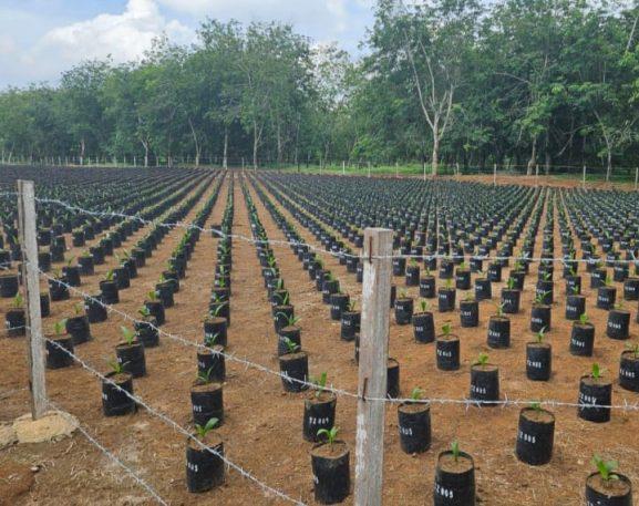 Benih Sawit Eksplorasi Tanzania Resmi Masuk Karantina, Indonesia Siap Punya Varietas Baru