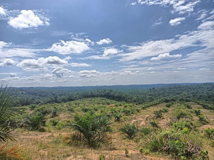 2.721,35 Hektar Kebun Sawit di Riau Lulus Rekomtek, 17 Kelembagaan Tunggu PSR