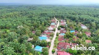 Jejak Kebun Sawit Rakyat Gotting Sidodadi