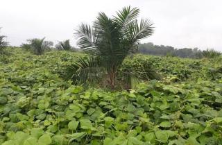 Tanaman Penutup Tanah Ini Bikin Sawit Lebih Subur, Sudah Tahu?