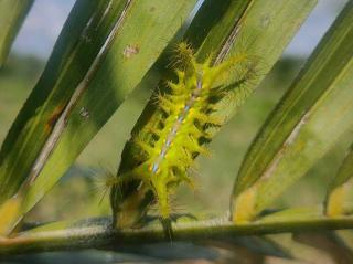 Ulat Api Serang Kebun Sawit? Begini Cara Cepat Hentikan Penyebarannya