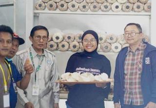 BPDP Kolaborasi dengan Petani, Jamur Sawit Jadi Menu Bergizi Anak Bangsa