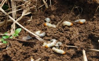 Kenali Uret Sawit, Begini Cara Cegah Sebelum Terlambat