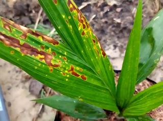 Bercak Cokelat di Daun Sawit? Waspada Antraknosa Menyerang