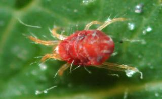 Waspada Serangan Tungau Merah di Kebun Kelapa Sawit