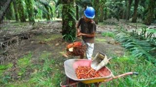 Sabah Tunjukkan Cara Kelola Sawit Tanpa Rusak Hutan, Bisa Ditiru Indonesia! 