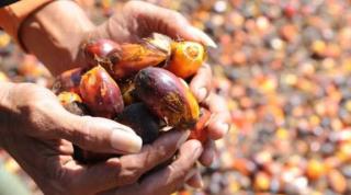 Harga CPO Terkoreksi ke MYR4.110/ton, Pasar Mulai Panik?