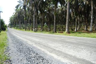 Jalur Produksi Sawit Jadi Prioritas Bupati Siak