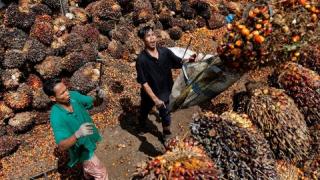 Deflasi Tiongkok Bikin Konsumsi Minyak Nabati Lesu, Sawit Indonesia Siap Manfaatkan Momentum