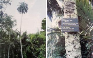 Mengulik Sejarah Panjang Sawit Indonesia