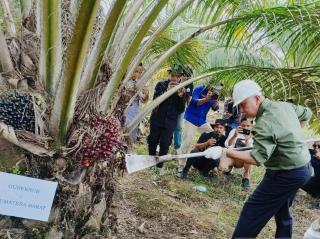 PSR Sumbar Tembus 14.919 Hektare, Rp463 Miliar Cair untuk Petani Sawit