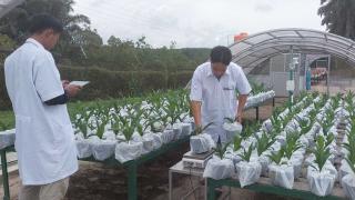 Dami Mas Rilis Benih Sawit Baru, Klaim Bisa Selamatkan Panen Saat Cuaca Ekstrem