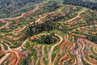 Kementan Mau Buka 600 Ribu Hektare Sawit, IPB: Jalan Mundur soal Keberlanjutan