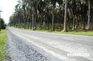 Produksi Sawit Asia Tenggara Diprediksi Anjlok 2025–2026, Apa Penyebabnya?