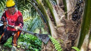 Biar Nggak Diremehkan Dunia, Indonesia Harus Upgrade Standar Sawit