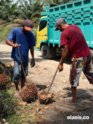 Wau Harga Plasma Turun, Sawit Mitra Swadaya Justru Naik Harga di Riau