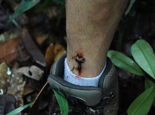 Kebun Sawit Ada Pacet? Jangan Panik, Justru Pertanda Bagus!