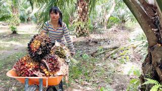 Terungkap! Ribuan Istri Pemanen Jadi ‘Buruh Ilegal’ di Kebun Sawit Besar, Contohnya di PT Lonsum 