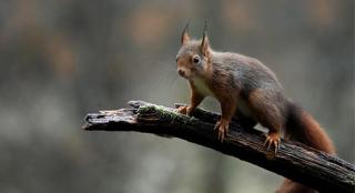 Begini Cara Pintar Mengurangi Serangan Tupai Tanpa Pestisida Berat di Kebun Sawit