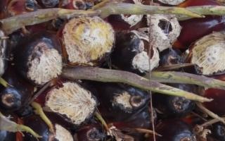 Tikus atau Tupai? Ini Ciri Gigitan yang Gampang Kamu Hafal Jika Buah Sawit Kerap Bolong