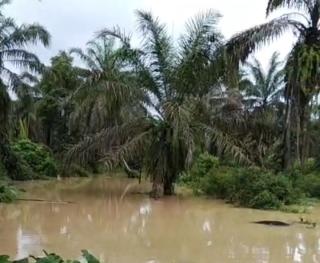 Banjir, Aktivitas Kebun Sawit di Sumbar Terganggu