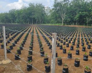 Benih Sawit Eksplorasi Tanzania Resmi Masuk Karantina, Indonesia Siap Punya Varietas Baru