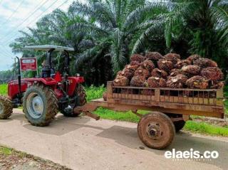 Permenperin 38/2025 Terbit, Industri Hilir Sawit Harus Sertifikasi ISPO Tahun Ini