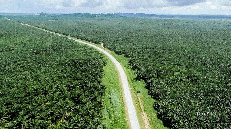 Bongkar Fakta! 98,6% Lahan Sawit Indonesia Bukan Hasil Deforestasi, Ini Bukti Data Satelit