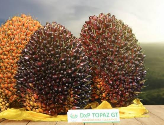Topaz 1 Asian Agri Punya Rendemen Minyak Tinggi, Begini Cara Memaksimalkannya