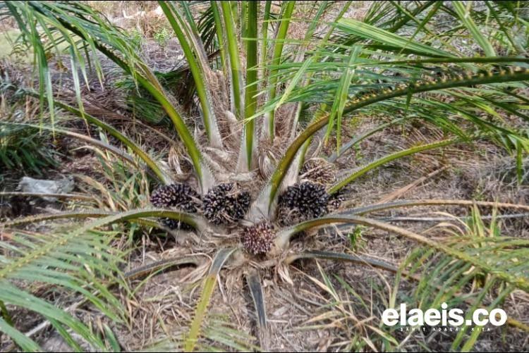 APKASINDO Bongkar Pungli PSR: Setoran Rp1&ndash;2 Juta per Hektar Jadi Syarat