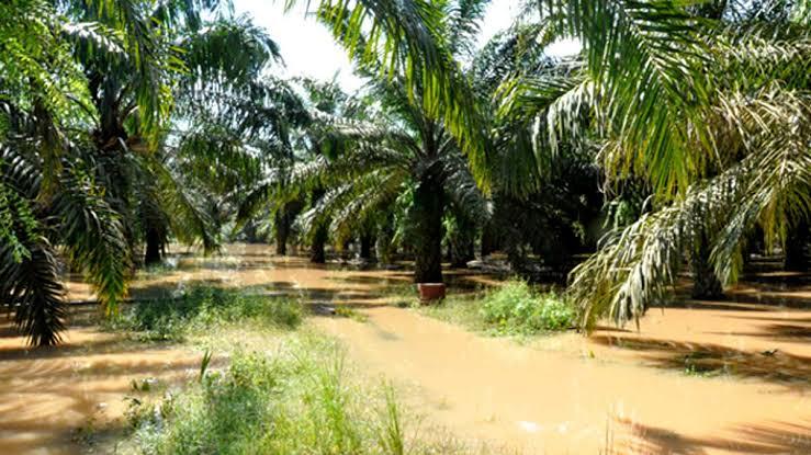 Benarkah Pohon Sawit Tak Bisa Menyerap Air? Ini Penjelasan Ahli