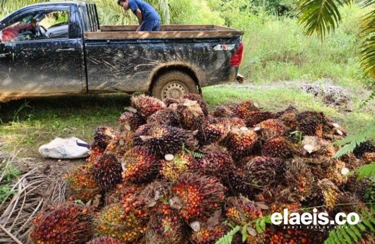 Minggu Pertama Desember, Harga Sawit Swadaya Riau Anjlok