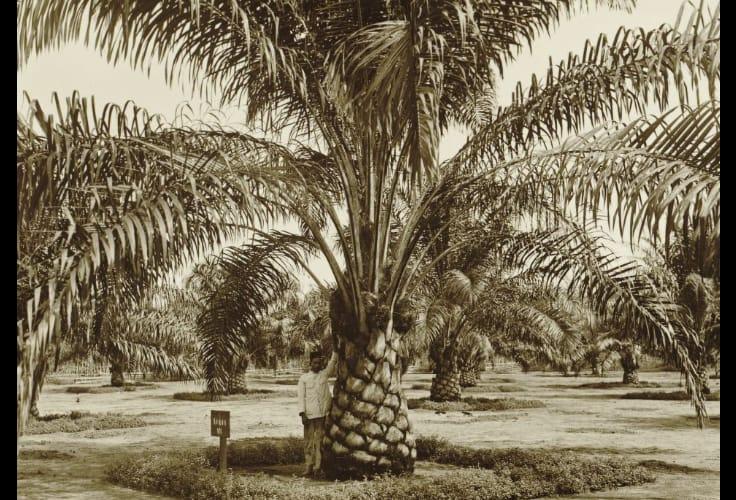 Kisah Sawit Era Kolonial yang Mengubah Wajah Pulau Sumatera