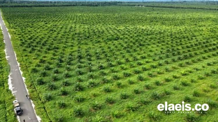 Pulau Sumatera Jadi Episentrum Sawit Indonesia, Intip Luas Areal Tiap Provinsi